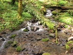 Standing on Bunk Bridge provides a sweet view of Park Creek. The sounds here are a treat for your ears and the soft greens of the moss and plants a soothing palette for your eyes.