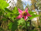 Salmonberries bloom early spring and abound in Tryon Creek State Park.