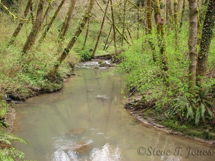 Tryon Creek from as seen from the Red Fox Bridge. This bridge is in the southern part of the park. I think the water may be cloudy from recent rains.
