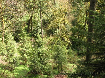 A view of the forest from one of the overlooks on the Trillium Trail in Tryon Creek State Park.