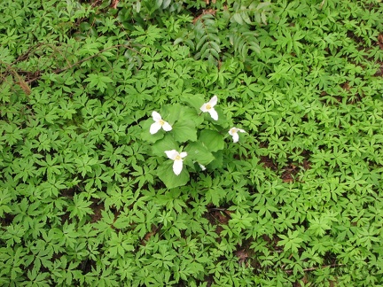 A clump of Trillium blooms amidst a meadow of Coltsfoot along the Trillium Trail in Tryon Creek State Park.