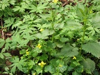 Here are several native plants along the Trillium Trail. Yellow violets, Stinging Nettle and Coltsfoot mostly fill the picture.