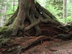 Here is the results of a tree growing on a nurse log. The tangle of roots supports the new tree as the old one rots away.