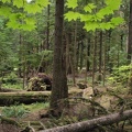 Vine Maples frome trees as they struggle for sunlight on the Twin Firs Trail.