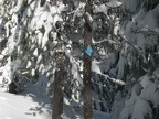 Photo of a blue trail marker to show what they look like on the trails around Mt. Hood. This is just west of the Pacific Crest Trail between Barlow Pass to Twin Lakes, OR.