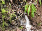 A few small streams cross over the University Falls Trail.