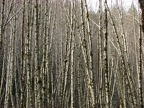 The trunks of Red Alders create a fantastic pattern of black and white along the University Falls Trail.