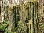 These old stumps are testament to how trees used to be logged. You can see the divots in the side of the tree which were cut by the lumberjacks for springboards. Springboards were what the lumberjacks stood on as they sawed through the trees by hand. It l