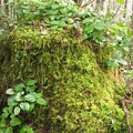 An old stump rots and provides a haven for moss and Salal along the University Falls Trail.