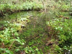 Seasonal ponds hold runoff water along  the University Falls Trail. The ponds make nice reflections of the forest.