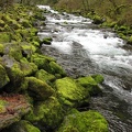 Tanner Creek below the hatchery diversion dam flowing past moss covered boulders