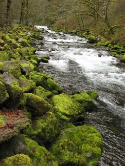 Tanner Creek below the hatchery diversion dam flowing past moss covered boulders