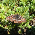 Butterfly near the summit of Tomlike Mountain.
