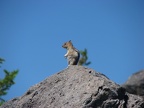 Big ground squirrel on the trail to Tomlike Mountain.