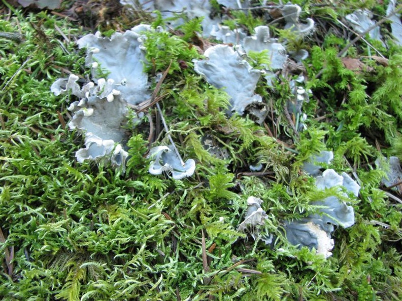 Frog Pelt lichen and moss growing along the Wind Mountain trail.