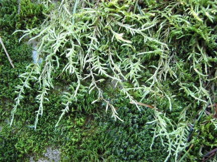 Several kinds of mossses grow along the lower portions of the Wind Mountain Trail.