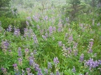 Most of the Lupine and other flowers were already past the full bloom, but some were still hanging around.
