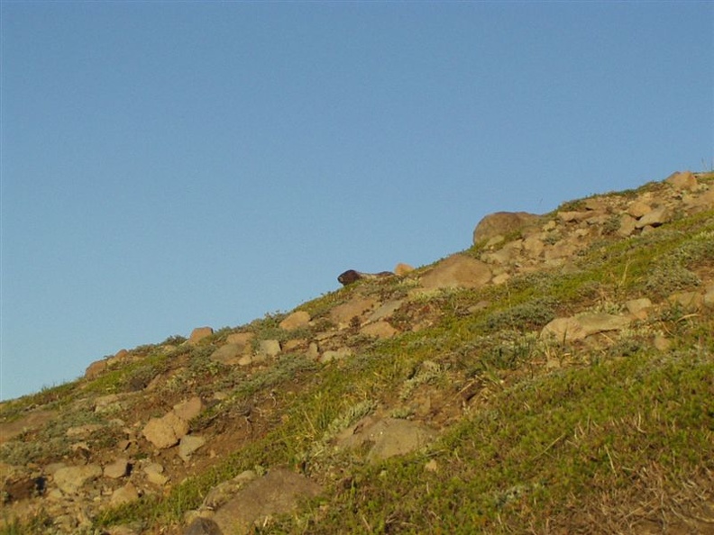 This Marmot was eating the grass on Burroughs Mountain.  This 2+ mile side trip was taken the evening we stayed at Sunrise walk-in camp.