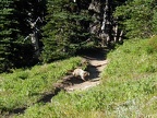One of many Marmots around Summerland.