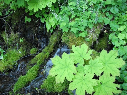 Harphan Creek as it crosses the trail on its noisy way down to the Columbia River on the Wyeth Trail.