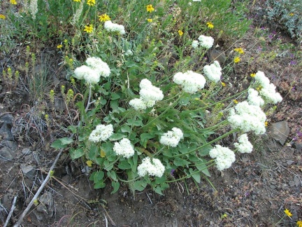 Silverback Luina (Latin name: Luina hypoleuca) has silver gray leaves that are kind of oval shaped. The clusters of flowers are white and it likes to grow on rocky areas a ways above the Columbia River.