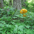 A few Tiger Lillies (Latin name: Lilium columbianum) grow along the trail providing a bright splash of orange along the Wyeth trail in the late spring.