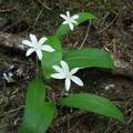 Queen's Cup (Latin name: Clintonia uniflora) has almost strap-like leaves coming from the ground and 6-petaled white flowers. This is a member of the Lilly family.