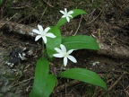 Queen's Cup (Latin name: Clintonia uniflora) has almost strap-like leaves coming from the ground and 6-petaled white flowers. This is a member of the Lilly family.