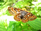 A butterfly rests near Harphan Creek flows across the Wyeth Trail.
