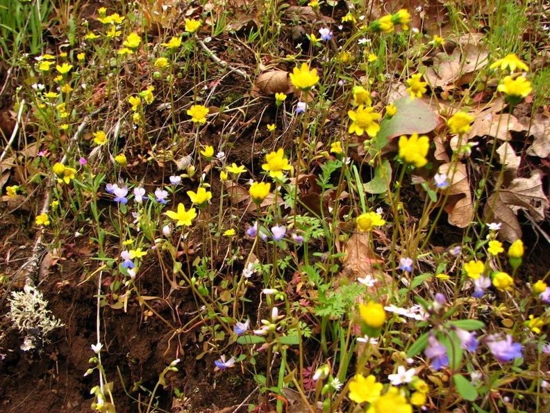 Blue and white Rattan's Blue Eyed Mary (Latin Name: Colinsia Rattanii) and Yellow Western Groundsel (Latin Name: Senico integerrimuson) the Wygant Trail.