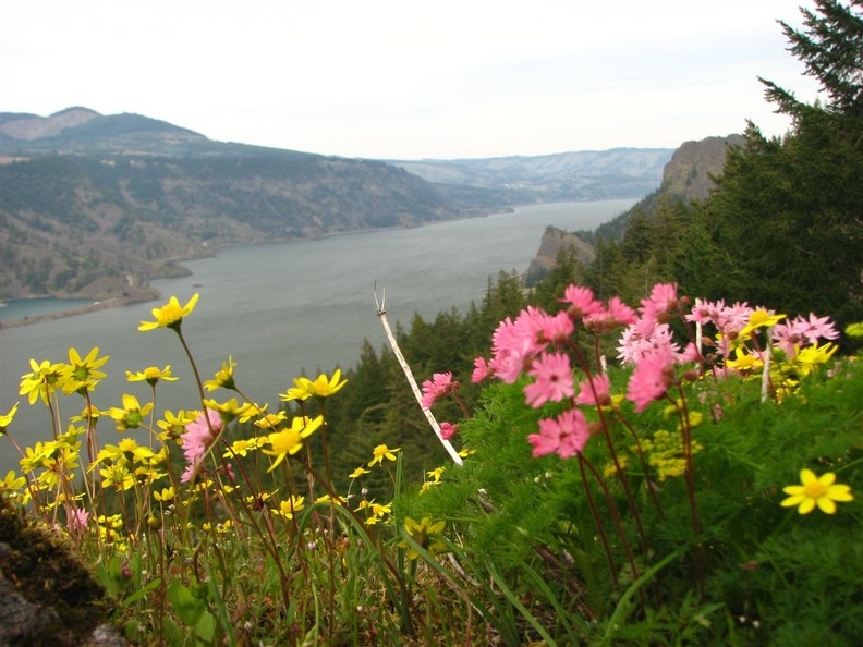 Yellow Western Groundsel (Latin Name: Yellow Senico integerrimus) and pink daisies on the overlook along the Wygant Trail.