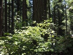 Here's a nice picture of the trail showing how some of the larger trees are mixed in with the smaller trees in the forest.