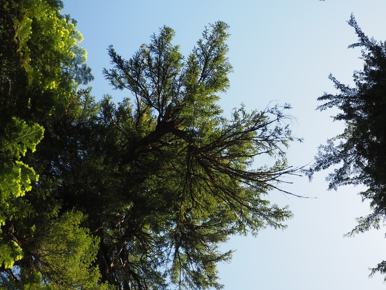 As you're hiking along the shore to look up into the sky as well as down the trail and along the ground. These trees made an interesting pattern against the beautiful blue sky.