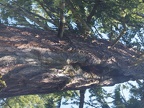 Nice view of bark of these trees as they get old. I'm sure all the creases in cracks in the bark make great places for bugs to hide.