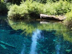 The water looks so inviting you want to jump in but it is so cold. Great Springs is one of the main sources of the McKenzie river.