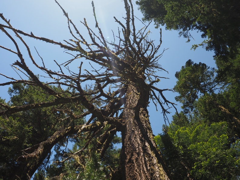 The branches of this dead tree make an interesting pattern against the sky. We didn't actually see very many dead trees like this.