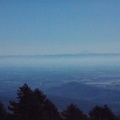 You can see some of the trees that ring the summit of Marys Peak. Most of them are Noble Fir.