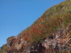 Indian Paintbrush makes a nice contrast against the blue sky on the Marys Peak hike.