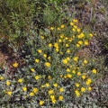Here are some nice wildflowers growing along the service access road that goes to the radio towers on the top.