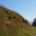 There are many patches of wildflowers on the upper section of the peak.