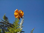 There is a little field of Tiger lilies near the end of the final section of the trail.