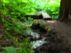 Lower section of the trail goes through a nice forest. Here is a little stream that crosses the trail.