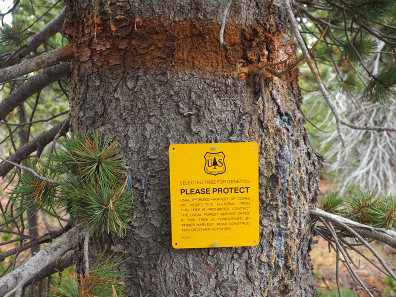 The Forest Service is probably cloning these trees for future plantings.