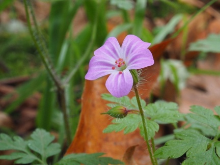 PB035030C
