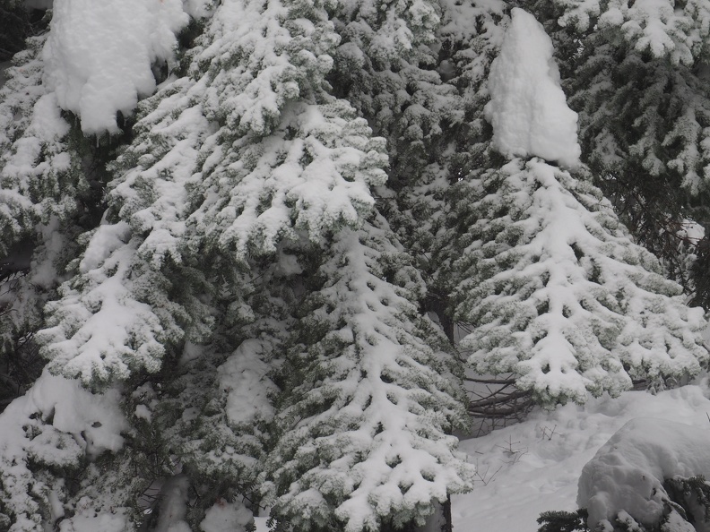 I love the pattern the snow and rime make on these branches.