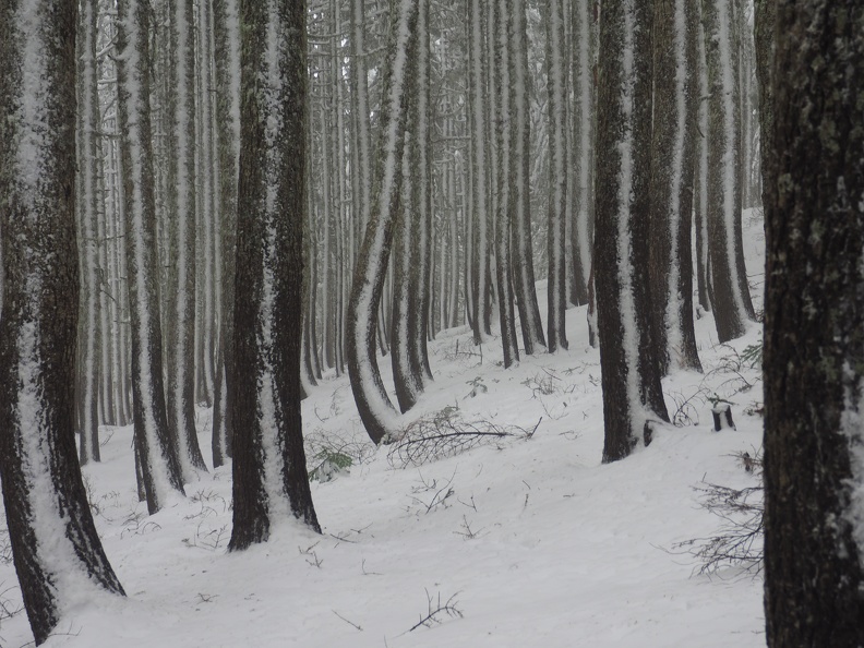 I've never seen a place where the snow bent the trees when they were young, then they grew strong enough to resist the downward push of the winter snowpack.