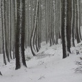 I've never seen a place where the snow bent the trees when they were young, then they grew strong enough to resist the downward push of the winter snowpack.