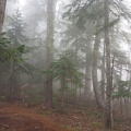 The hike started out with trees enveloped in fog.
