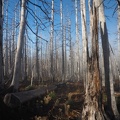 The burned forest has opened up views. 