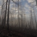 Ghostly fog hugs the ground on the Vista Ridge Trail.